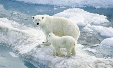 kutup ayısı nesli tükenmekte